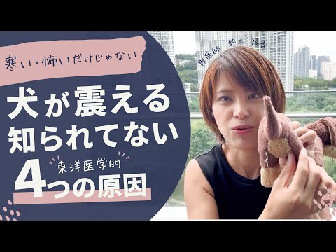 犬の震えが止まらない – 原因と解決策