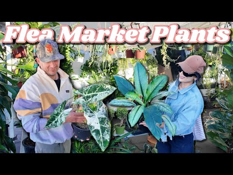 I went Plant Shopping at the Rose Bowl Flea Market, 9 Plant Vendors...Look what I Found🪴!