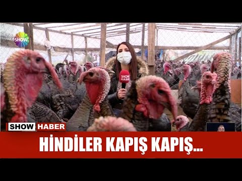 , title : 'Hindiler kapış kapış...'