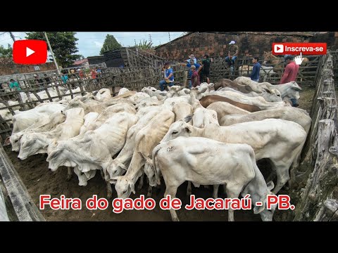 FEIRA DO GADO DE JACARAÚ - PB. ✅30/08/2026✅