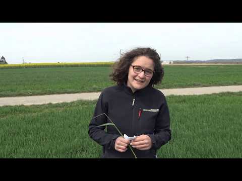 Pflanzenbau Aktuell - 21.04.2020