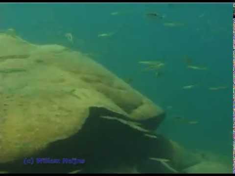 Ciclidi del lago Apoyo, Nicaragua