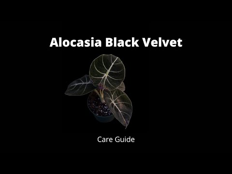 Black Velvet Alocasia Care
