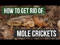 How to Get Rid of Mole Crickets (4 Easy Steps)