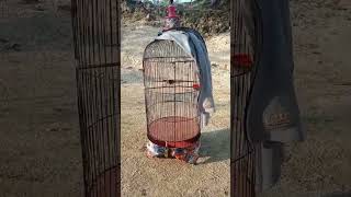 Download lagu Sogon materi tretekan kemade / bangcit #kemade #masteranburung #sogon #sogonmania mp3