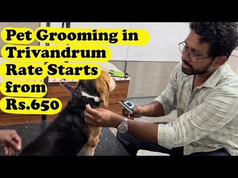 പുതിയ ഗ്രൂമിങ് സ്റ്റുഡിയോയിൽ ആൾക്കാർ വന്നു തുടങ്ങി | Grooming a Beagle