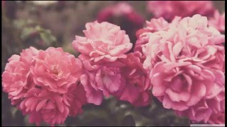 Dale Earnhardt Jr Jr - Don&#39;t Tell Me (subtitulada en español)