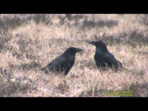 KORP  Common Raven  (Corvus corax)   Klipp - 520