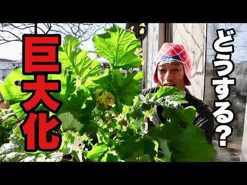 園芸 ブラックマスタード、ブラックマスタード