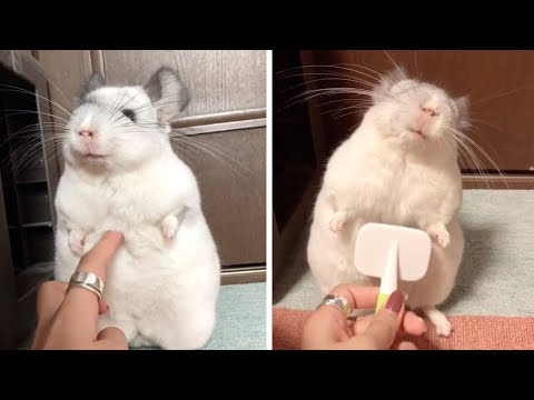 Adorable - Chinchilla Waits Patiently to Get Her Belly Brushed