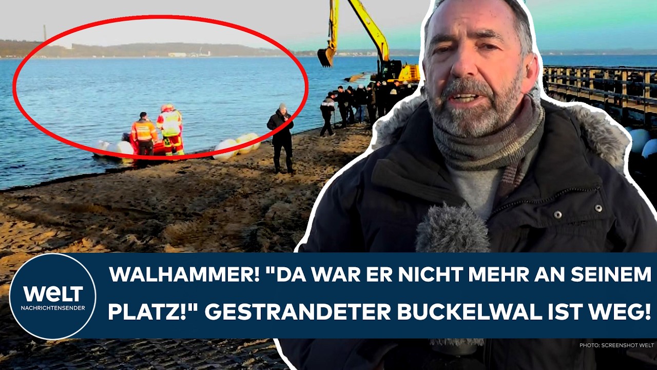 TIMMENDORFER STRAND: Walhammer! "Da war er nicht mehr an seinem Platz!" Gestrandeter Buckelwal weg!