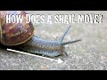 Exploring Invertebrates - How Do Snails Move?