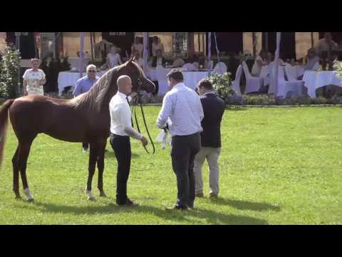 2 nd place N.139 EL SHAAD - Ströhen 2017 Int B-Show - Junior Colts Championship (Class Q)