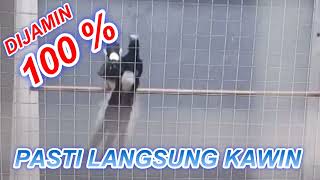 Download lagu LANGSUNG KAWIN BURUNG ANDA DIJAMIN 100% CUSS  #muraibatugacor mp3