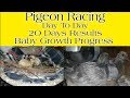 Young Bird pigeon Day to Day Growth Progress