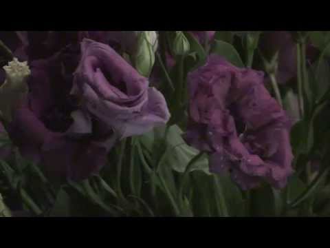 DO INFINITO DO ASTRAL - FLOR DE JAGUBE - GERMANO 30