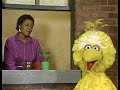 Sesame Street The Plant In My Window Song With Big Bird And Olivia