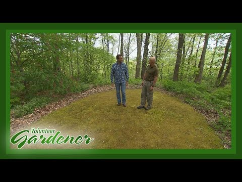 Establishing a Moss Lawn | Volunteer Gardener