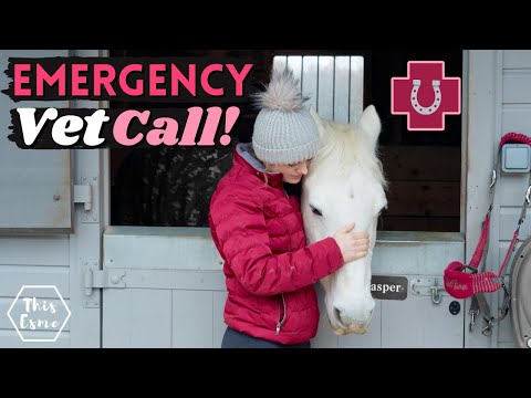 Emergency Vet Call for my Horse! | This Esme