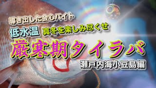 【桜幻】九州玄界灘釣行記【バイトの数だけ掛かる鈎】