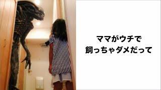 【神回】殿堂入りしたボケてがツッコミどころ満載すぎるwwwwww#20