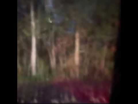 FD Chop - 096 killer **Nov 4, 2025**