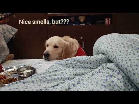 Oreo आज रेशु की थाली का भोजन करेगा 😂|| Dog funny video || cute dog video || cute animals #dogvideo