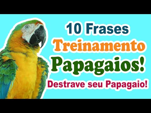 Ensinando papagaio a falar com 10 diferentes frases! 10 frases para ensinar papagaio a falar!