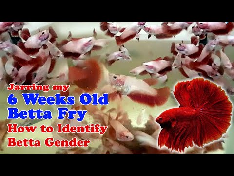 Jarring my 6 weeks old Betta Fry | How to Identify Male Bettas from Female bettas