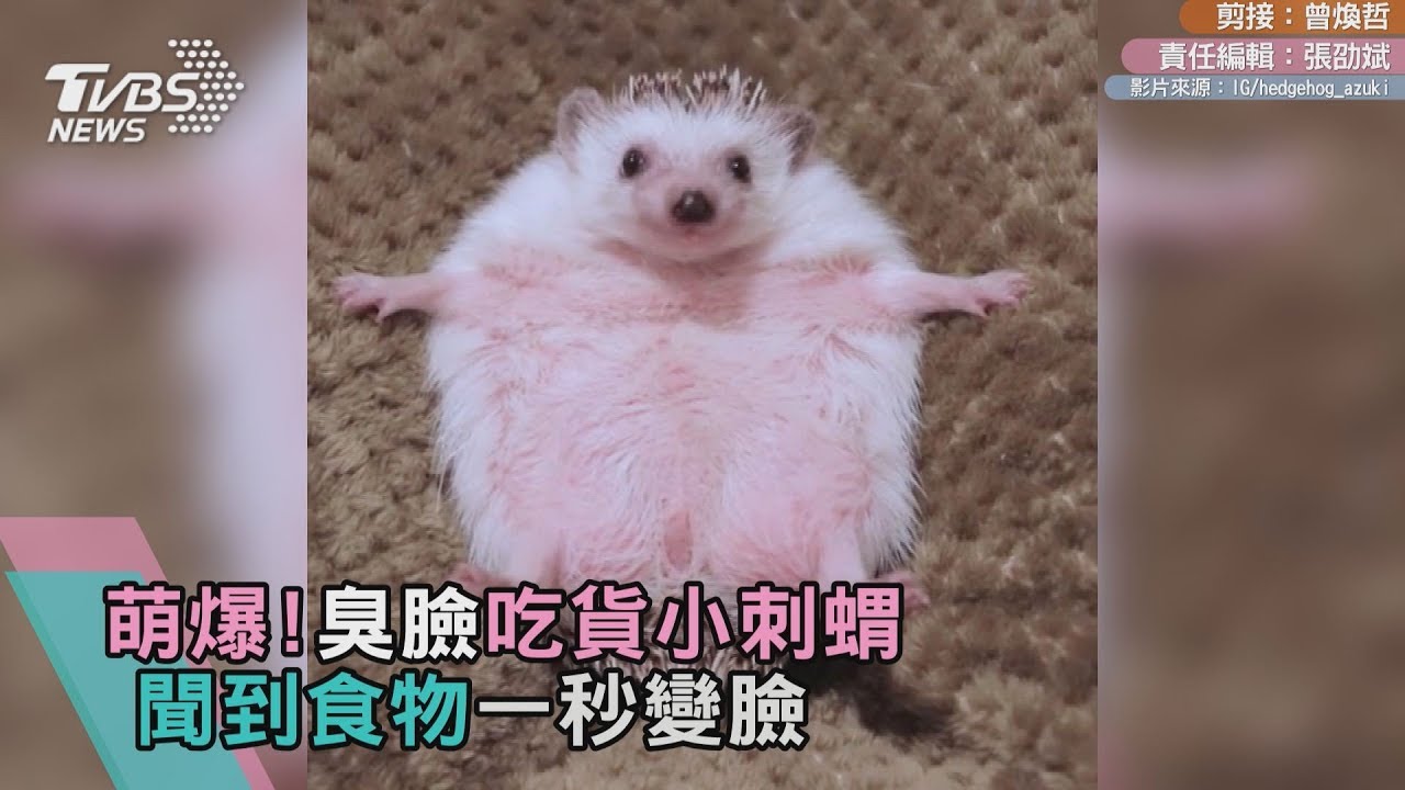 萌爆!臭臉吃貨小刺蝟 聞到食物秒變臉