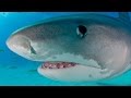 Tiger Sharks | SHARK ACADEMY