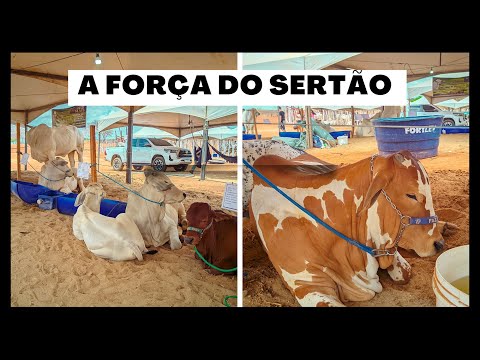 1° EXPOAGRO SERRA DO TEIXEIRA|  PRINCESA ISABEL PB