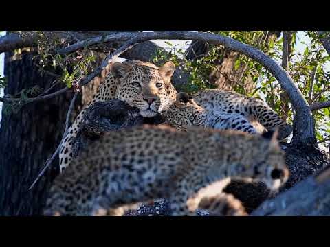 Xigera - Our Call from the Wild - Episode 4