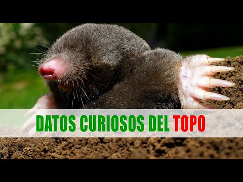 Topos (Talpidae) | Datos curiosos de animales