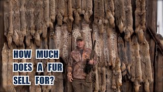 Download lagu How Much is a Coyote Fur Worth? Behind the Scenes at a Fur Auction mp3 Download lagu How Much is a Coyote Fur Worth? Behind the Scenes at a Fur Auction mp3