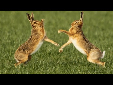 Boxing Hares