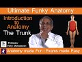 Introduction to Anatomy - The Trunk.  Anatomy made Fun, Exams made Easy!
