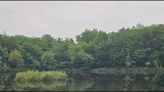 Feeding Hungry Big Catfish