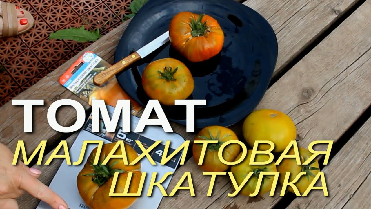 Томат Малахитовая Шкатулка Отзывы Фото