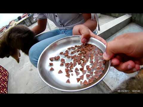 download lagu mp3 mp4 What Kind Of Food Do Pomeranians Eat, download lagu What Kind Of Food Do Pomeranians Eat gratis, unduh video klip What Kind Of Food Do Pomeranians Eat