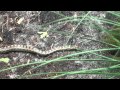 Coronella Austriaca Gladde Slang