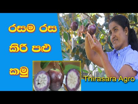 Star Apple is Sri Lankan Rare Fruit  කිරි පළු  kiri palu