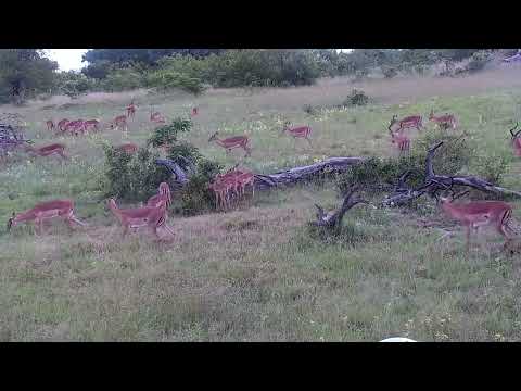 Djuma: Impala herd and then five Buffalos leaving the dam - 10:44 - 01/17/2023