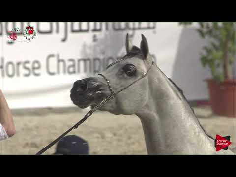 N 508 EL RASHEEM AL RAHBA   UAE Nationals 2019