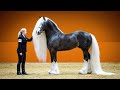 25 Most Beautiful Horses On Planet Earth Meet The World S Most Stunning Horse Breeds