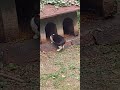 Shorts Tuxedo Cat Secretly Eating Kitten Catlover Meow