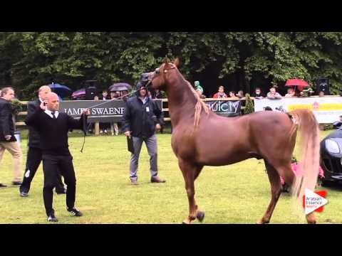 N.170 BV PIGMALION - Bruges 2015 International - Stallions 4-6 years old (Class 108A)