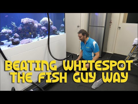 Beating Whitespot and Velvet - The Fish Guy Way
