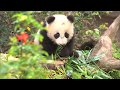 Baby Panda Eats Treats & Cuddles Mom During Public Debut