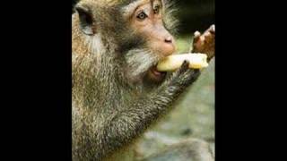 Download lagu Tha Law - Band Pop mp3 Download lagu Tha Law - Band Pop mp3